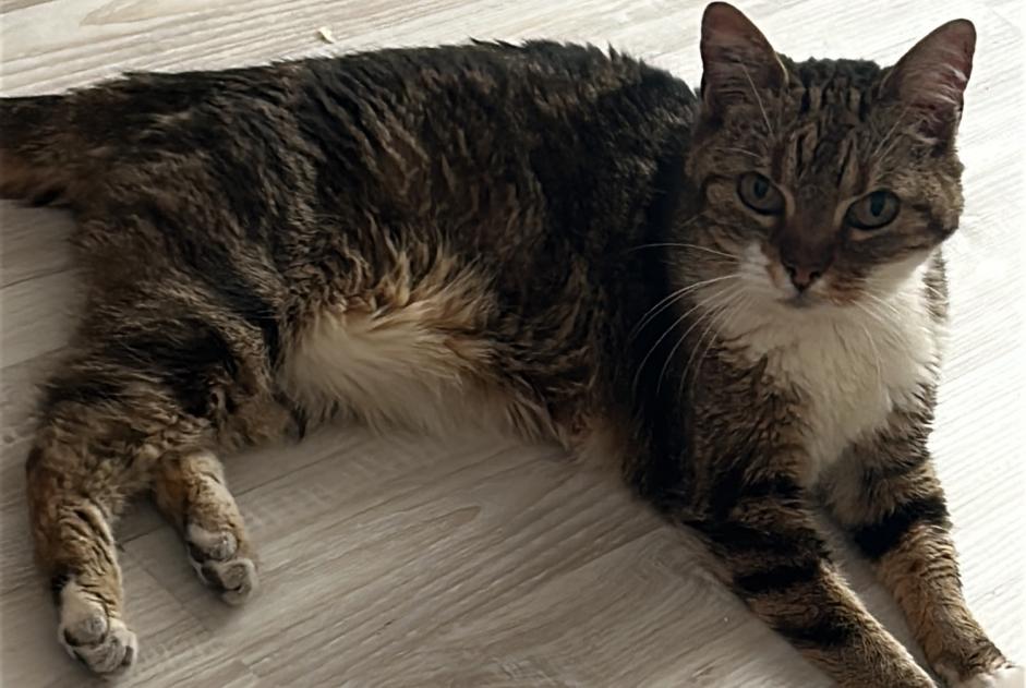 Disappearance alert Cat Female , 10 years Paris France