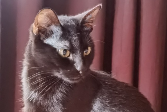 Alerta de Desaparición Gato Hembra , 5 años Paris Francia