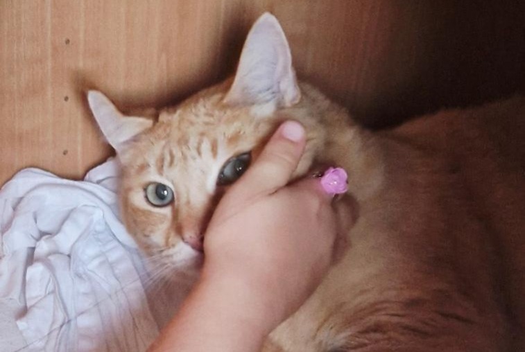 Alerte Disparition Chat Femelle , 12 ans Vannes France