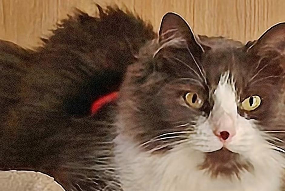 Alerte Disparition Chat croisement Femelle , 4 ans Pleugriffet France