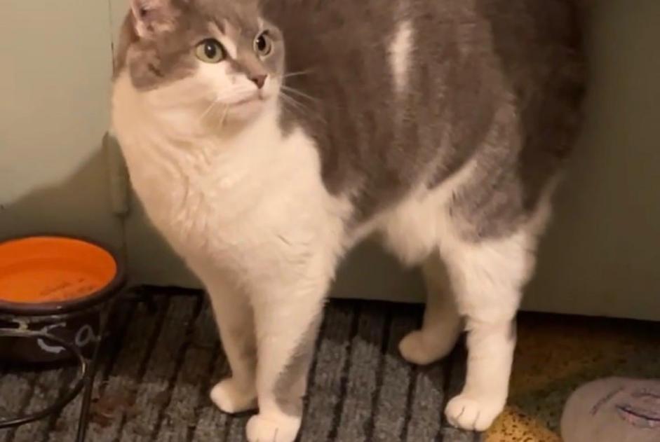 Alerte Disparition Chat Femelle , 11 ans Cuers France