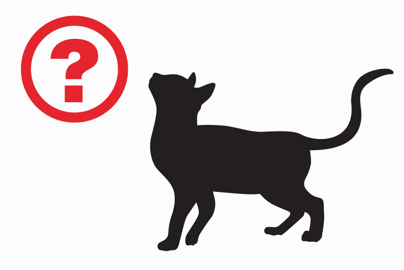 Alerta descoberta Gato Fêmea Saint-Herblain France