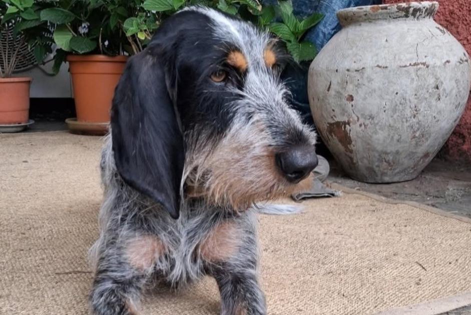 Avviso scomparsa Cane Femmina , 4 anni Arles-sur-Tech Francia Avviso scomparsa Cane Femmina , 4 anni Arles-sur-Tech Francia