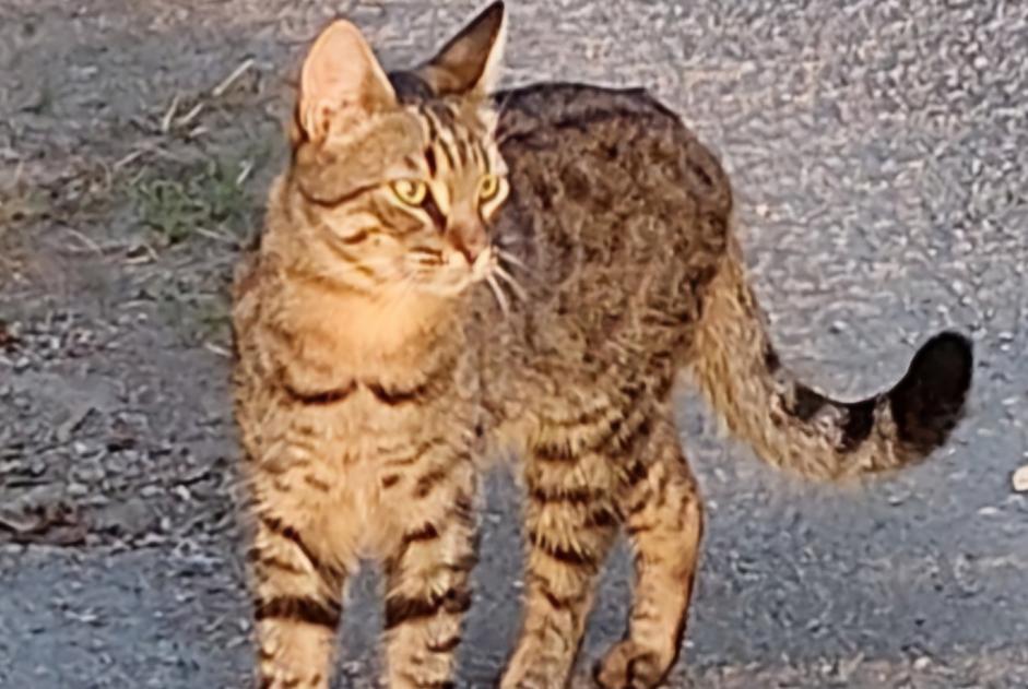 Avviso scomparsa Gatto incrocio di razze Maschio , 1 anni Les Touches Francia