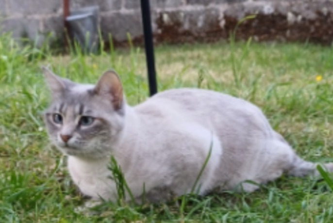 Alerta desaparecimento Gato cruzamento Fêmea , 2 anos Rezé France